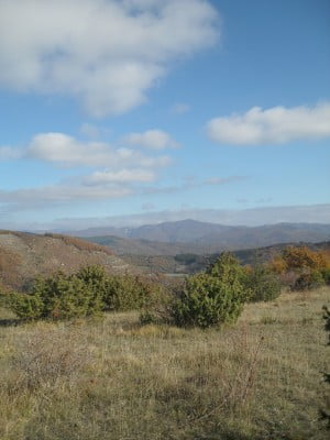 Juniper Hills
