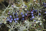 Juniper Berries