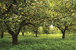 Almond Groves