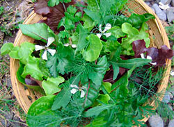 Cocktail Garden